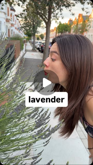 lavender reel